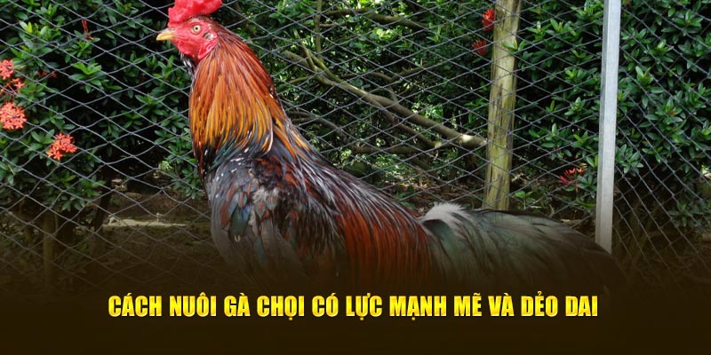 Cách nuôi gà chọi có lực mạnh mẽ và dẻo dai