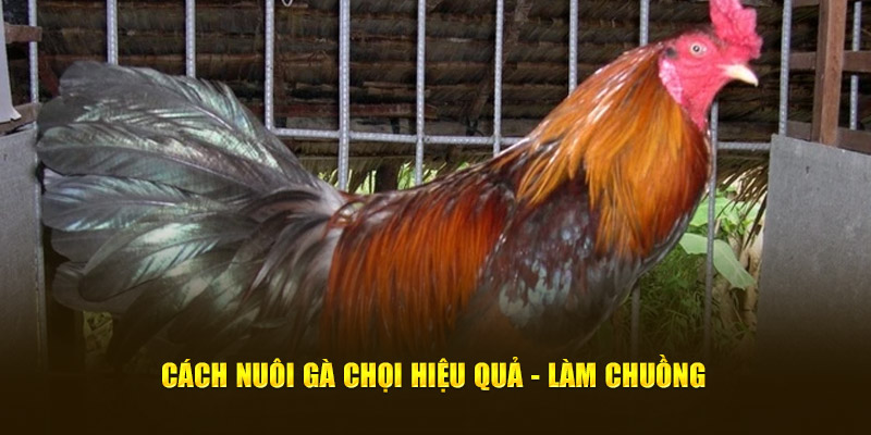 Cách nuôi gà chọi hiệu quả - Làm chuồng