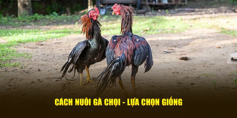 Cách nuôi gà chọi của việc chọn giống