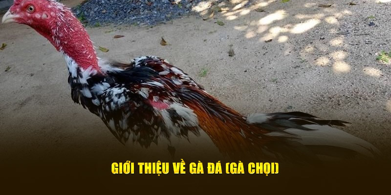 Giới thiệu về gà đá (gà chọi)