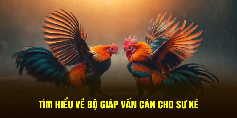 Tìm hiểu về bộ giáp vấn cán cho sư kê