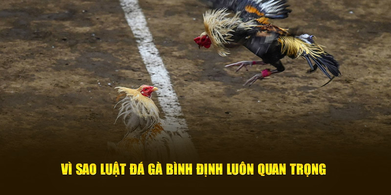 Vì sao luật đá gà Bình Định luôn quan trọng